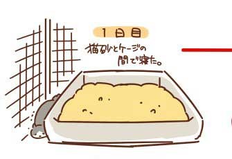 浪貓收編後「90天睡眠日記」　躲在角落發抖→搶奴才枕頭　結局好暖♥
