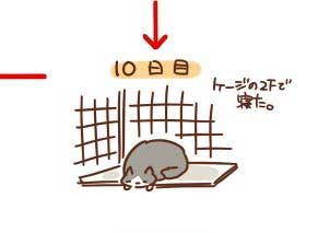 浪貓收編後「90天睡眠日記」　躲在角落發抖→搶奴才枕頭　結局好暖♥