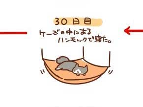 浪貓收編後「90天睡眠日記」　躲在角落發抖→搶奴才枕頭　結局好暖♥