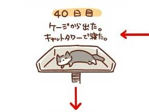 浪貓收編後「90天睡眠日記」　躲在角落發抖→搶奴才枕頭　結局好暖♥