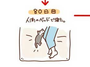 浪貓收編後「90天睡眠日記」　躲在角落發抖→搶奴才枕頭　結局好暖♥