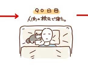 浪貓收編後「90天睡眠日記」　躲在角落發抖→搶奴才枕頭　結局好暖♥
