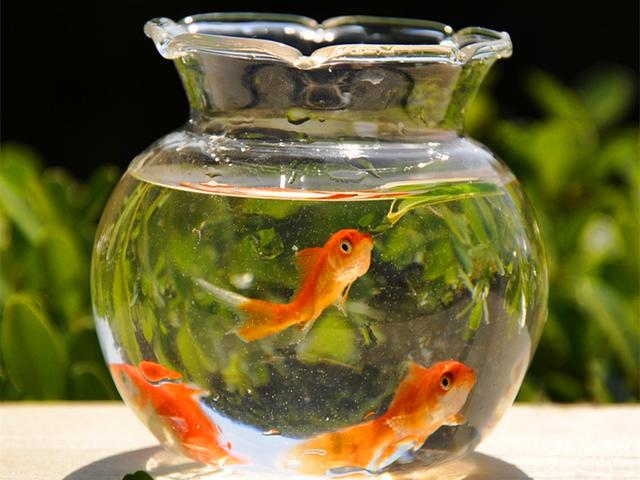 家中金魚不幸離世後，鏟屎官將其製成小魚乾展示，橘貓見後被嚇跑