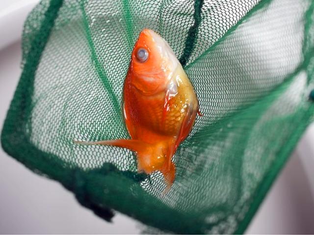 家中金魚不幸離世後，鏟屎官將其製成小魚乾展示，橘貓見後被嚇跑