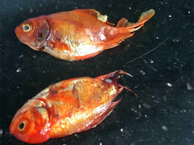 家中金魚不幸離世後，鏟屎官將其製成小魚乾展示，橘貓見後被嚇跑