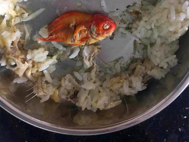 家中金魚不幸離世後，鏟屎官將其製成小魚乾展示，橘貓見後被嚇跑