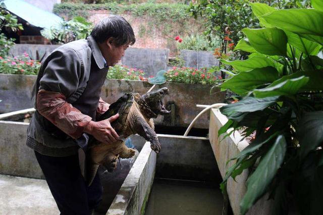 老年人適合養什麼寵物？三種萌寵更合老人需求，共同陪伴度過晚年