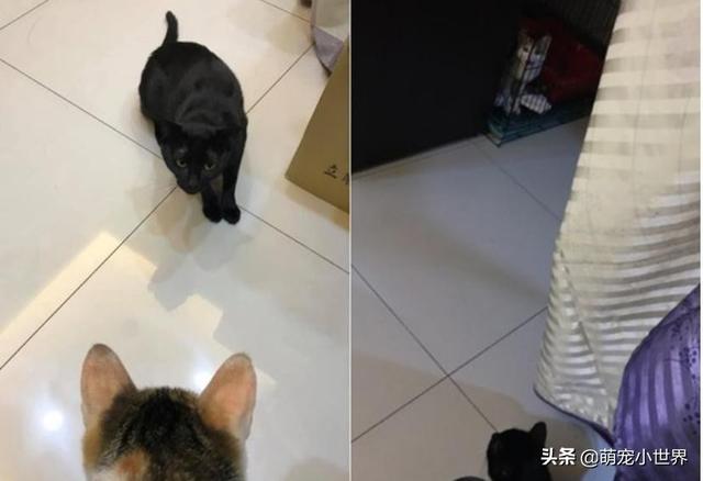 才離開幾分鐘，上車就見三花浪喵自動入座：帶我回家