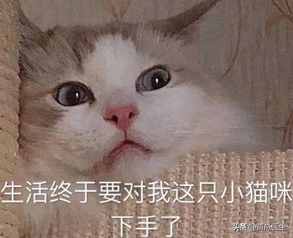 經常給寵物吃零食的注意了，這個不能再餵了！