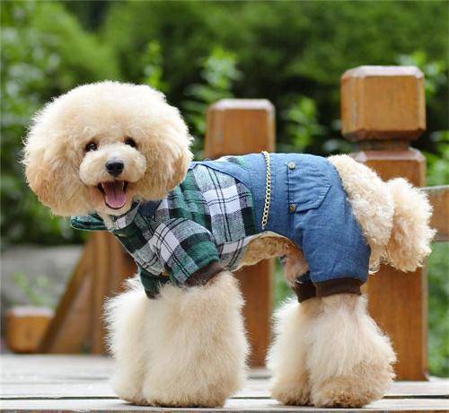 【寵物泌尿問題】：有什麼辦法治貴賓犬尿頻尿急，有什麼辦法治狗狗尿急尿頻