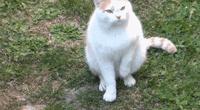 親眼目睹女神和別的喵親熱，這隻大橘猶如遭受晴天霹靂！ 