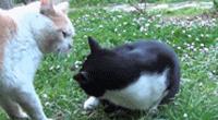 親眼目睹女神和別的喵親熱，這隻大橘猶如遭受晴天霹靂！ 