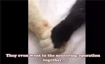 親眼目睹女神和別的喵親熱，這隻大橘猶如遭受晴天霹靂！ 