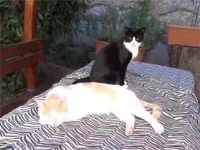 親眼目睹女神和別的喵親熱，這隻大橘猶如遭受晴天霹靂！ 
