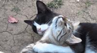親眼目睹女神和別的喵親熱，這隻大橘猶如遭受晴天霹靂！ 