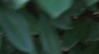 親眼目睹女神和別的喵親熱，這隻大橘猶如遭受晴天霹靂！ 