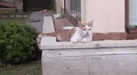 親眼目睹女神和別的喵親熱，這隻大橘猶如遭受晴天霹靂！ 