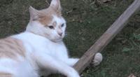 親眼目睹女神和別的喵親熱，這隻大橘猶如遭受晴天霹靂！ 