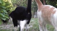親眼目睹女神和別的喵親熱，這隻大橘猶如遭受晴天霹靂！ 