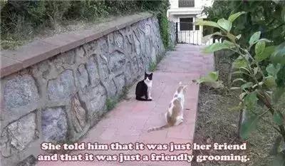 親眼目睹女神和別的喵親熱，這隻大橘猶如遭受晴天霹靂！ 
