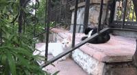 親眼目睹女神和別的喵親熱，這隻大橘猶如遭受晴天霹靂！ 
