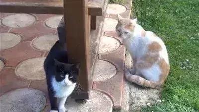 親眼目睹女神和別的喵親熱，這隻大橘猶如遭受晴天霹靂！ 