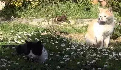 親眼目睹女神和別的喵親熱，這隻大橘猶如遭受晴天霹靂！ 