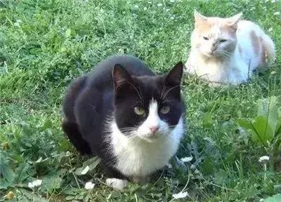 親眼目睹女神和別的喵親熱，這隻大橘猶如遭受晴天霹靂！ 
