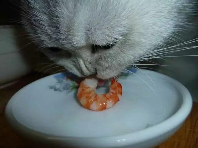 貓咪只吃貴的食物？並非如此，部分貓咪熱衷於吃劣質貓糧！