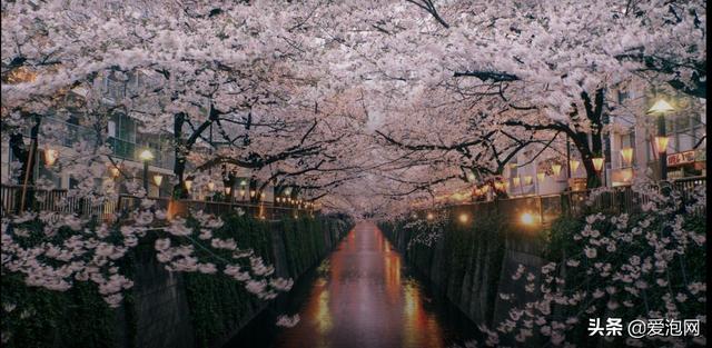日本最美櫻花攻略，三月春光明媚，正是櫻花鬥豔時！