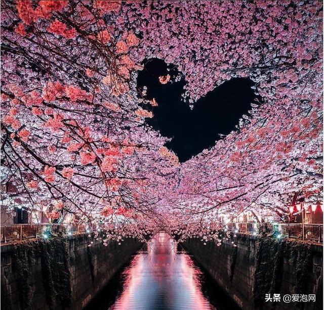 日本最美櫻花攻略，三月春光明媚，正是櫻花鬥豔時！