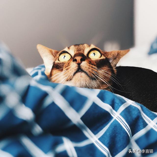 貓咪中也有行走的表情包，阿比西尼亞貓就豪不遜色於哈士奇