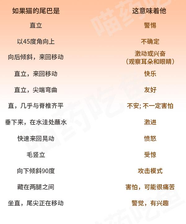 貓咪拿尾巴圍住自己是在賣萌？事實可能比你想像的嚴重！