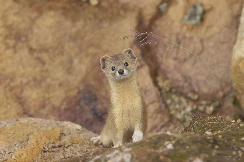 這4種動物非常有靈性，連鬼怪都害怕，如果你家宅不安，可以養一種