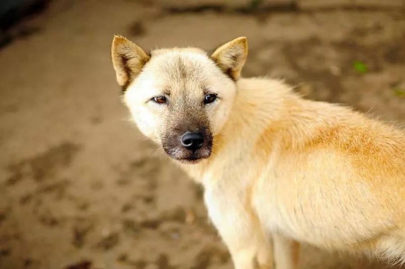 這4種動物非常有靈性，連鬼怪都害怕，如果你家宅不安，可以養一種