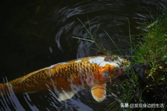 「神奇」，為何剛挖水池時間久了就會長出魚？讓科學家告訴你答案