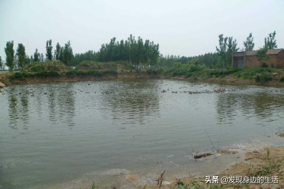 「神奇」，為何剛挖水池時間久了就會長出魚？讓科學家告訴你答案