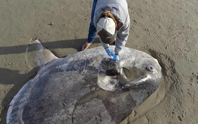 美國海灘驚現大怪魚，長2.1公尺此前「從未見過」，專家：這是來自自然界的警鐘