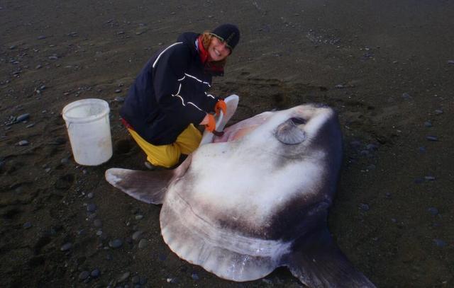 美國海灘驚現大怪魚，長2.1公尺此前「從未見過」，專家：這是來自自然界的警鐘
