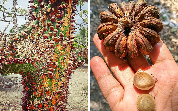 親眼看會被嚇到往後退　8種「擁有超能力」的驚奇植物 ！