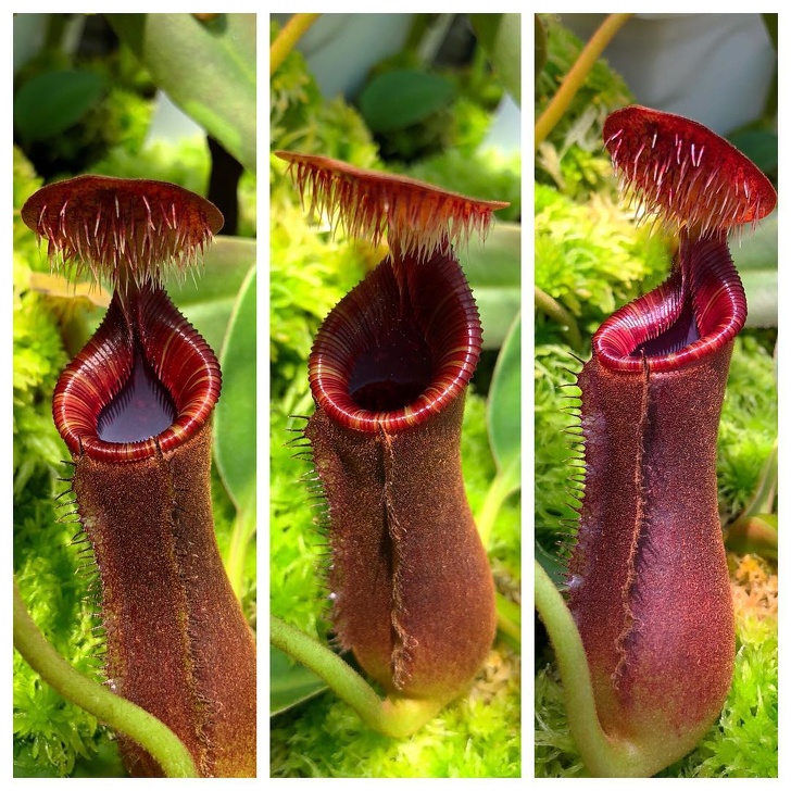 親眼看會被嚇到往後退　8種「擁有超能力」的驚奇植物 ！