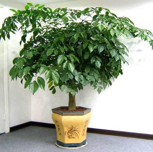 4種「樹」非常適合養客廳，寓意非常好，越養越「有福氣」，全家都喜歡