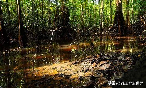 無奇不有！亞馬遜河橫著走的頂級殺手，食人魚躲著走，鱷魚只能選擇同歸於盡