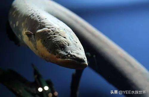 無奇不有！亞馬遜河橫著走的頂級殺手，食人魚躲著走，鱷魚只能選擇同歸於盡