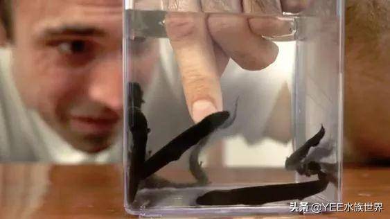 無奇不有！亞馬遜河橫著走的頂級殺手，食人魚躲著走，鱷魚只能選擇同歸於盡