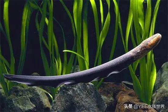 無奇不有！亞馬遜河橫著走的頂級殺手，食人魚躲著走，鱷魚只能選擇同歸於盡