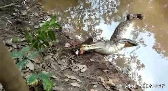 無奇不有！亞馬遜河橫著走的頂級殺手，食人魚躲著走，鱷魚只能選擇同歸於盡