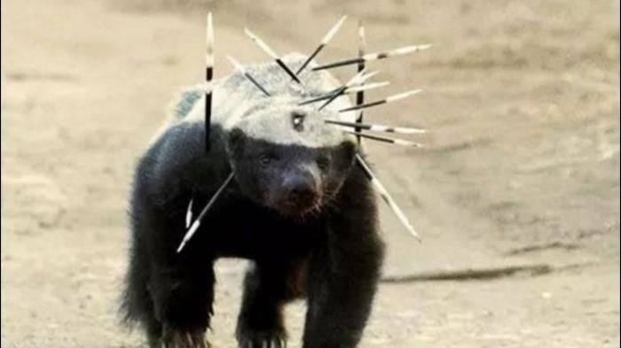 世界上蠢到瀕臨絕種動物...「因為智商太低」差點被滅絕！連保育人員都崩潰...真傻！