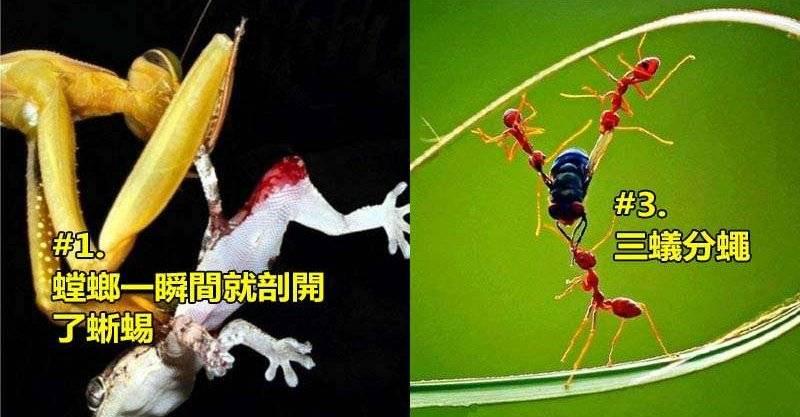 10張大自然殘酷獵食的生死一瞬間！看完才清楚明白人類根本是自然界的溫順小綿羊..