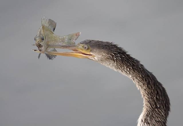 10張大自然殘酷獵食的生死一瞬間！看完才清楚明白人類根本是自然界的溫順小綿羊..